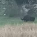  Black Panther of Rutland skulking through the undergrowth in in a farmers field in Empingham.