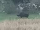  Black Panther of Rutland skulking through the undergrowth in in a farmers field in Empingham.