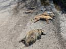 The deaths of two foxes, four rabbits and a badger all found dead in a lay-by with dog attack-like wounds could have been caused by illegal hunting. (RSPCA/SWNS)