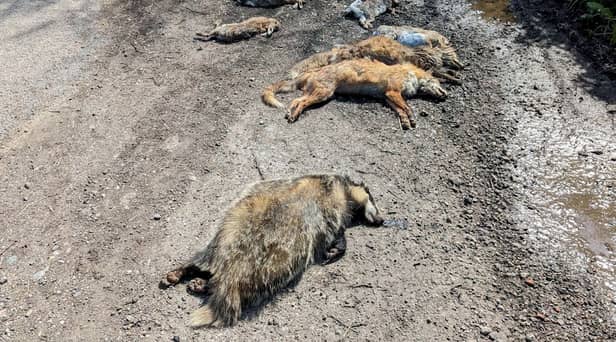 The deaths of two foxes, four rabbits and a badger all found dead in a lay-by with dog attack-like wounds could have been caused by illegal hunting. (RSPCA/SWNS)