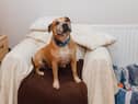 Duke is looking for a forever home - can you offer him a loving place?