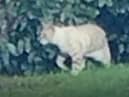 New DNA evidence has confirmed the existence of black panthers and other big cats living in Britain.