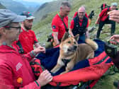 The dog was "positively regal" while being carried down England's highest peak