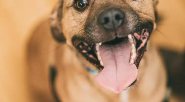 Cairo, a Blue Cross dog