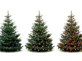 Eco-friendly ways to dispose of your Christmas tree (photo: Shutterstock)
