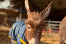 Staff at a farm have been left “devastated” after a baby donkey was stolen from her “distressed” mum in broad daylight. 