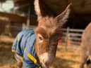Staff at a farm have been left “devastated” after a baby donkey was stolen from her “distressed” mum in broad daylight. 