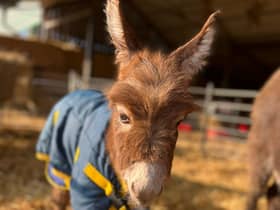 Staff at a farm have been left “devastated” after a baby donkey was stolen from her “distressed” mum in broad daylight. 