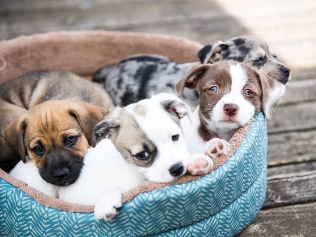 People looking to buy a puppy this Christmas are being warned by councils to make sure they are not buying from irresponsible or criminal sellers (Photo: Shutterstock)