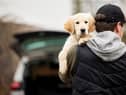 The tougher law should also make it harder for thieves to steal and sell pets (Photo: Shutterstock)