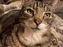 Sidney, a former stray cat, paid it forward by rescuing a poorly stray kitten