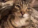 Sidney, a former stray cat, paid it forward by rescuing a poorly stray kitten