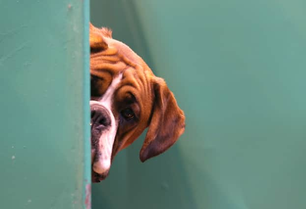 Vets have warned that thousands of dogs bought over lockdown could be at risk from the deadly parasite lungworm (Getty Images)