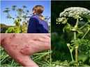 Warnings have been issued over the giant hogweed plant (Photos: Shutterstock)