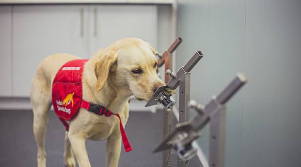 The dogs were able to sniff out Covid-19 with up to 94 per cent accuracy (Photo: PA)
