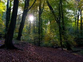 According to the report, only seven per cent of UK native woodland is in good ecological condition (Photo: Richard Heathcote/Getty Images)
