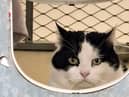 Flash has been branded the "grumpiest cat in Oxfordshire"