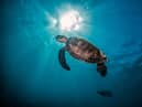 June 8 is World Oceans Day