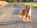 The exact time you should walk your dog in the heatwave according to an expert