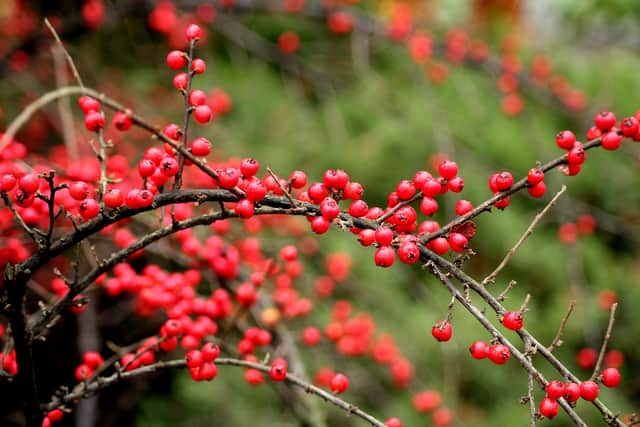 Cotoneater could land keen gardeners a £2,500 fine. Credit: Pixabay