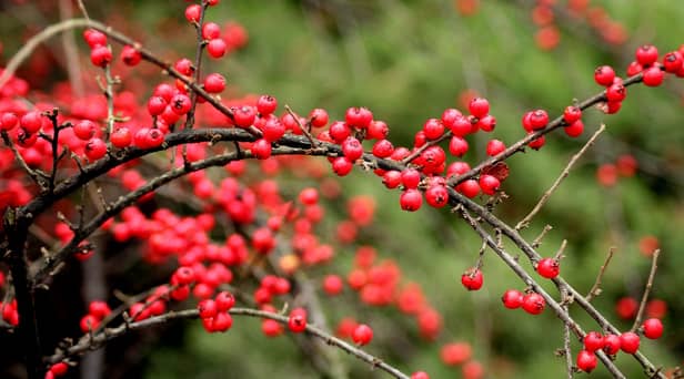 Cotoneater could land keen gardeners a £2,500 fine. Credit: Pixabay