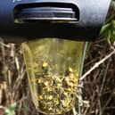 Asian hornets in the UK are on the rise