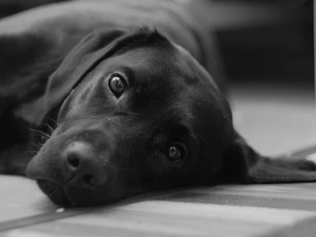 13 items dog owners should always take on summer walks to keep pets safe - including tick tweezers & blankets