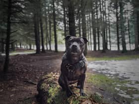Top 20 abandoned breeds: List of dogs most dumped as 50,000 ditched in last three years 