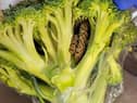 Budget supermarket, Aldi, has apologised after a grandad found a snake in a bag of broccoli purchased at the store. 