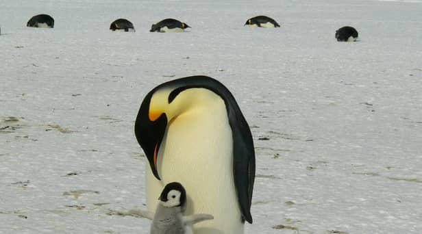 Chester Zoo is hiring a zookeeper to look after penguins & parrots - how to apply