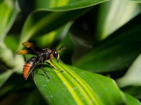 Asian hornets have been spotted near Dover in Kent 