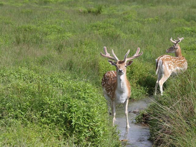 Deer broke into a hospital in Devon 