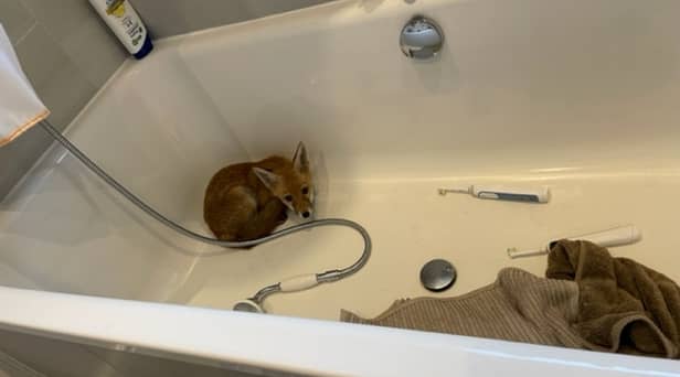 The resident returned home to find the young animal curled up in the tub. 