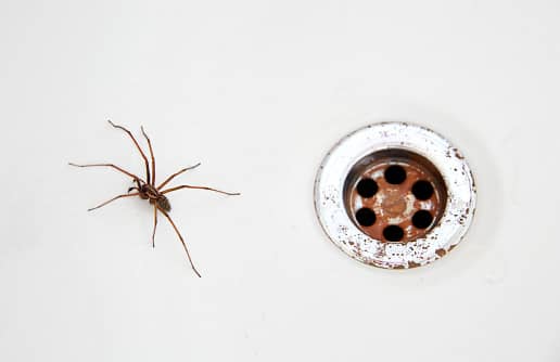 Spider season is upon us - here’s how to prevent them from entering your home. (Getty Images)