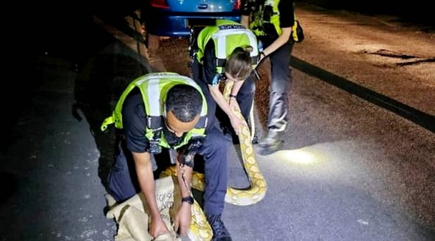 Cops received a call from a member of the public that a 12 foot yellow python was slithering on Harwood Street, West Bromwich.  