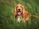 Cocker spaniels have been named the most expensive pet to own in 2023
