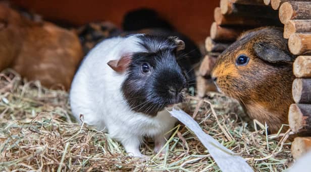 The RSPCA is this year backing Guinea Pig Awareness Week, as it deals with a big spike in the tiny critters coming through its doors (RSPCA/Supplied)