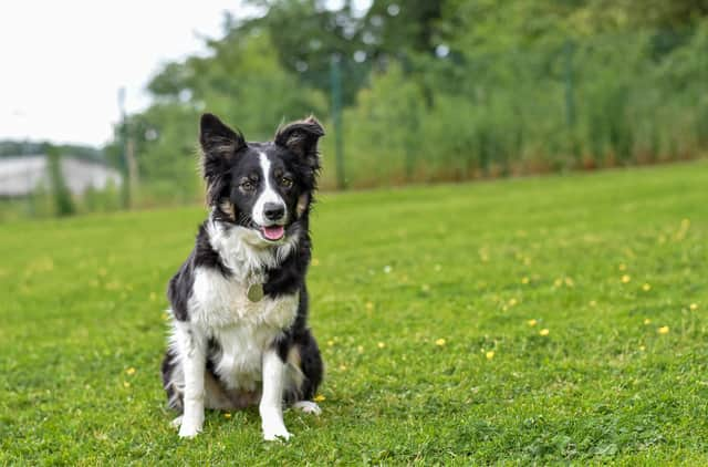 Daisy the determined sheepdog.