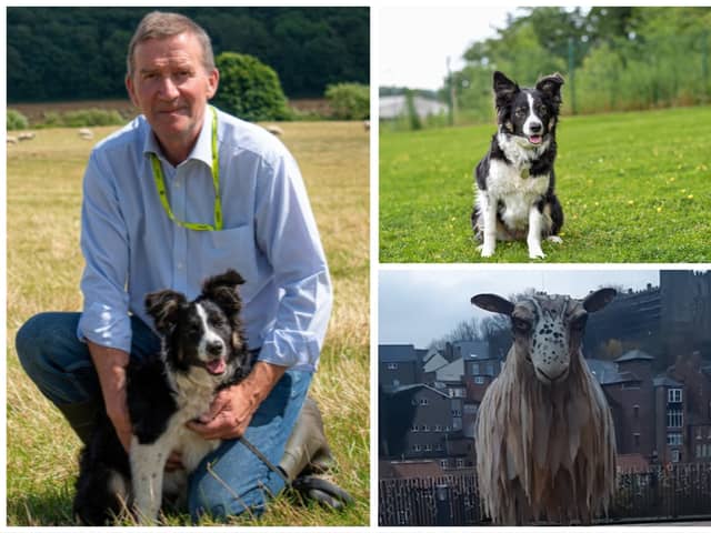 Daisy the sheepdog made her own headlines.