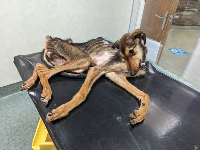 Maisie the Lurcher on arrival to the vet. 