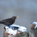 Colder weather drives many birds to seek refuge in gardens (Photo: Ben Andrew/RSPB)