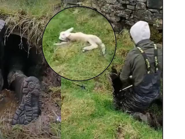 Farmer saves lamb from pipe