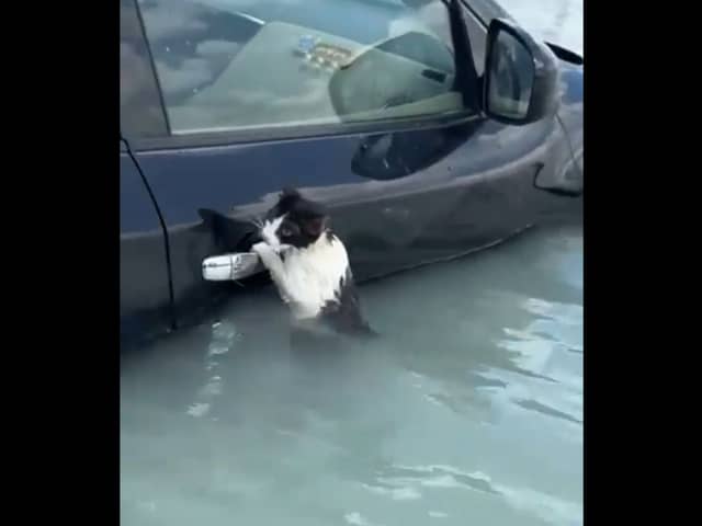 Cat clings to car door during flash flooding in Dubai