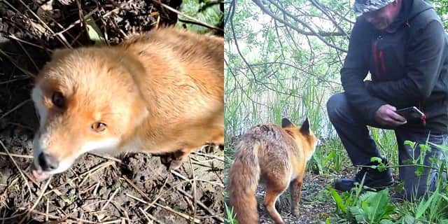 Bob Dunlop, 69, with a wild fox he has treated for mange