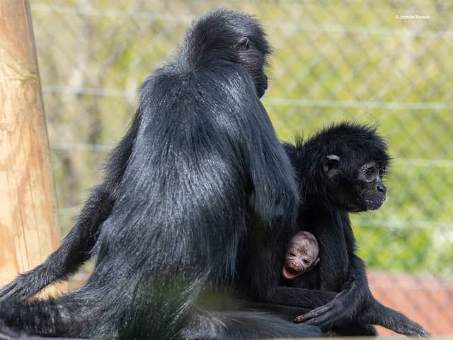 Rare baby spider monkey makes first appearance at zoo.