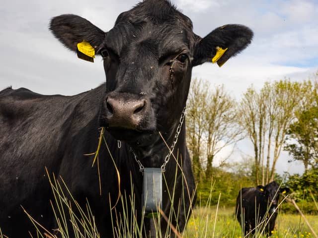 Cows controlled with GPS tracker which plays music.