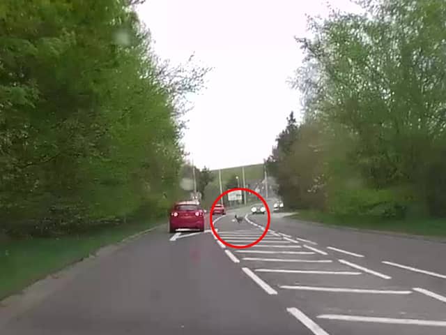 Deer runs across busy main road causing car to swerve.