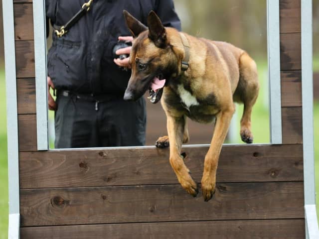 Russo, a stray Belgian Malinois, joined Nottinghamshire Police as part of a rehoming project.