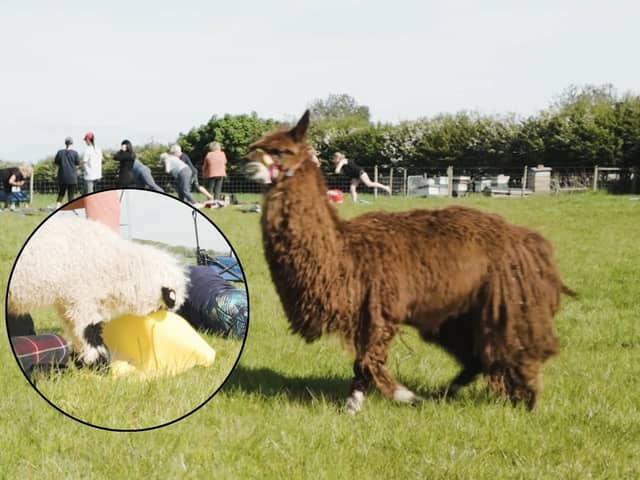 Adorable but naughty sheep interrupts Alpaca yoga exercise class at Lowlands Farm 