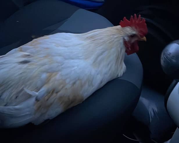 Woman rescues cockerel after it flew through her car window.